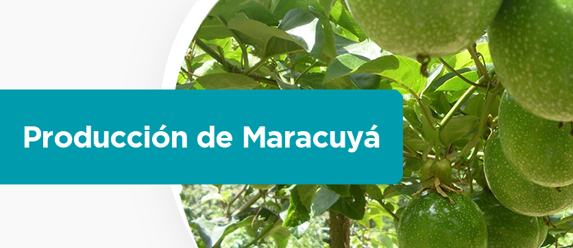 Producción de Maracuyá