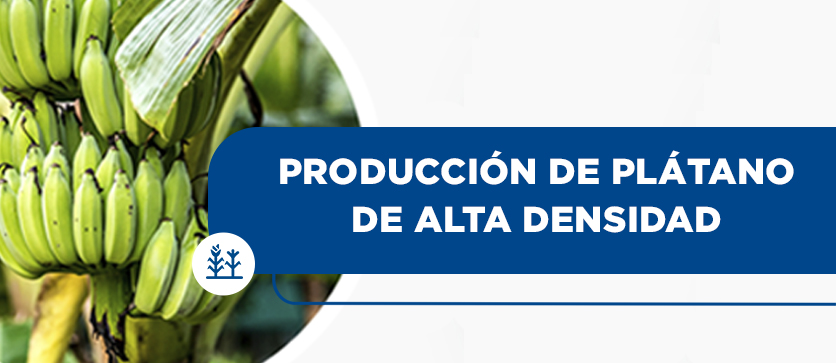 Producción de Plátano de Alta Densidad