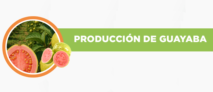 Producción de Guayaba