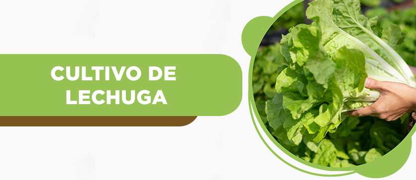 Cultivo de Lechuga