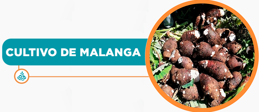 Cultivo de Malanga