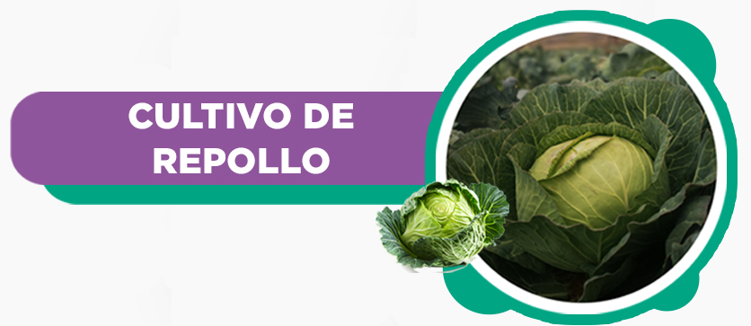 Cultivo de Repollo