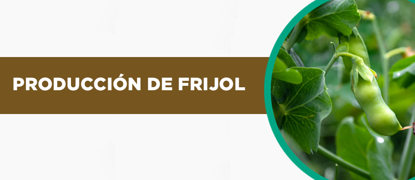 Producción de Frijol