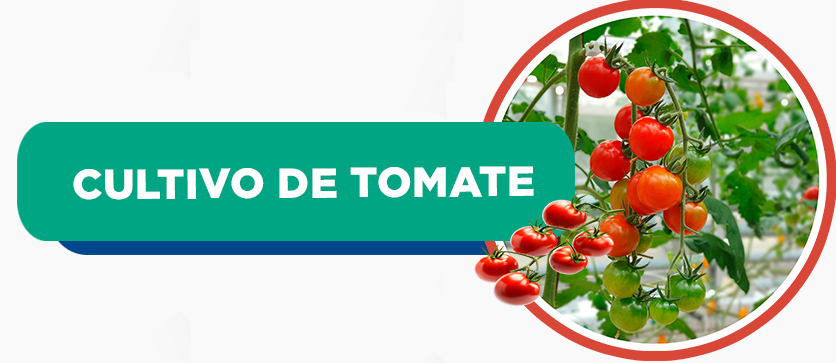 Cultivo de Tomate