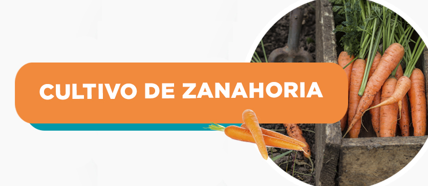 Cultivo de Zanahoria