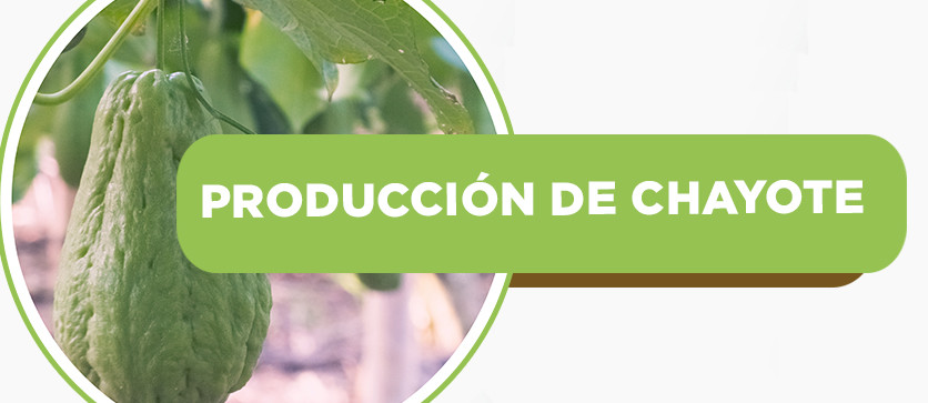 Producción de Chayote