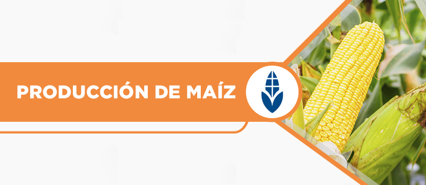 Producción de Maíz