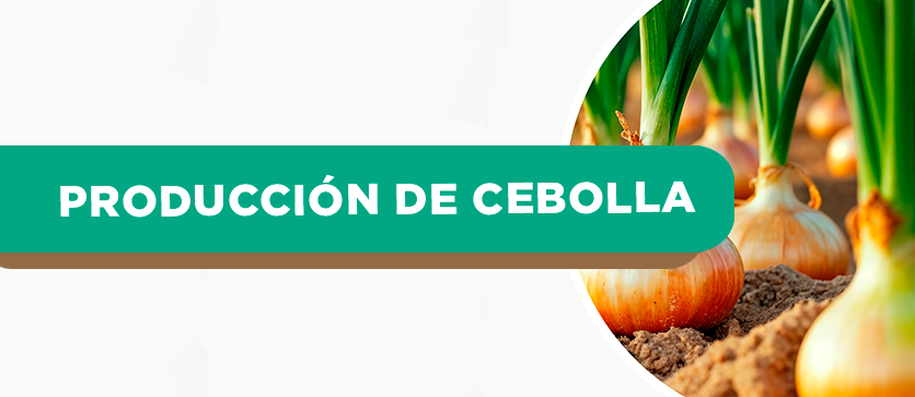 Producción de Cebolla