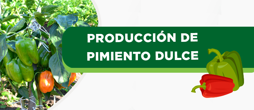 Producción de Pimiento Dulce