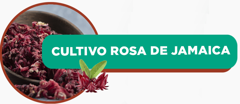 Cultivo Rosa de Jamaica