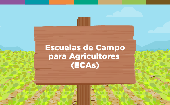 Escuela de Campo para Agricultores (ECAs) 