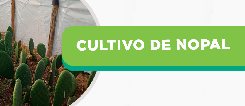 Cultivo de Nopal