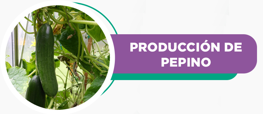 Producción de Pepino