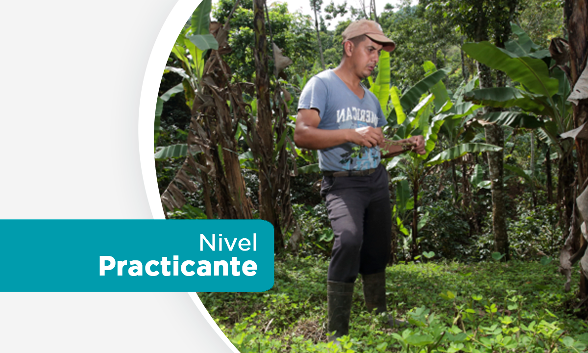 Curso 4: Abonos Verdes