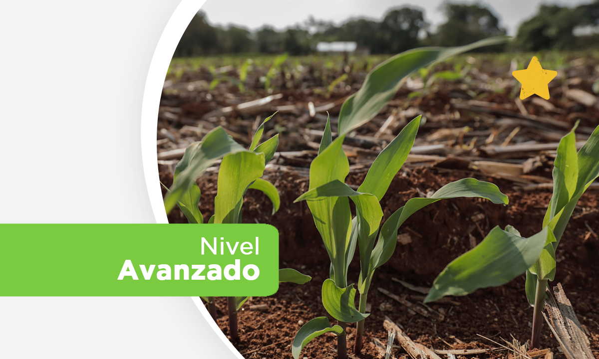 Curso 4: Introducción a la Asesoría a Productores sobre Gestión de la Fertilidad del Suelo