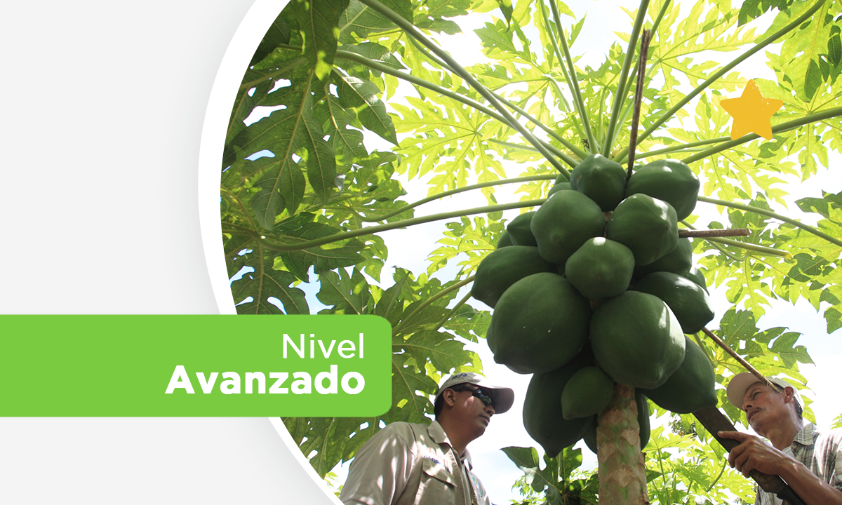 Curso 5: Promoción de la Diversificación