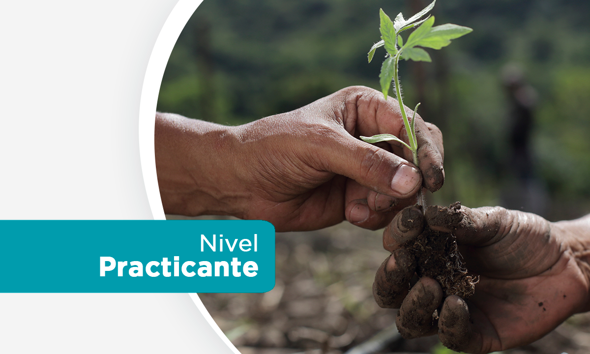 Curso 6: Diversificación